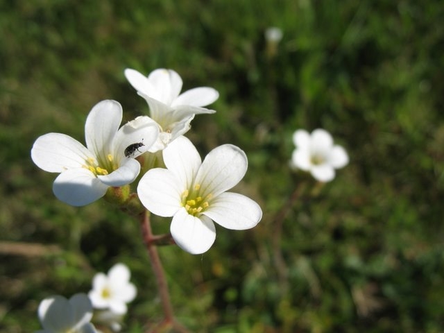 Saxifrage granulé 